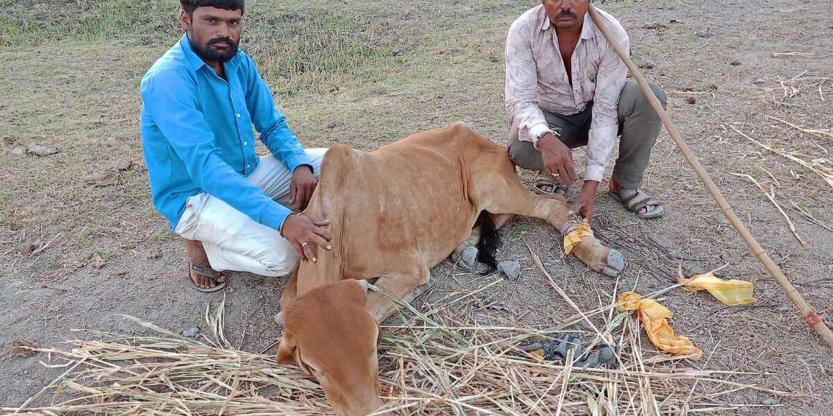 નંદી મહારાજની સેવા માટે ગામ એકજુટ: ખંપાળિયામાં માનવતા અને પશુપ્રેમનું અનોખું ઉદાહરણ