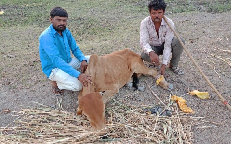 નંદી મહારાજની સેવા માટે ગામ એકજુટ: ખંપાળિયામાં માનવતા અને પશુપ્રેમનું અનોખું ઉદાહરણ