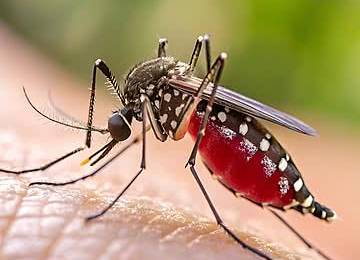 Dengue Cases