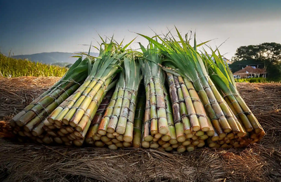 Sugarcane Ethanol Ban